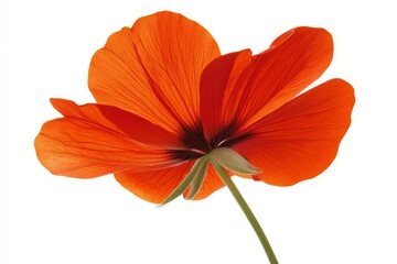 flower background wallpaper