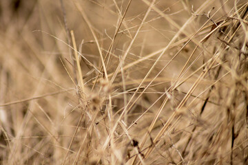 close up dry grass as nature background	
