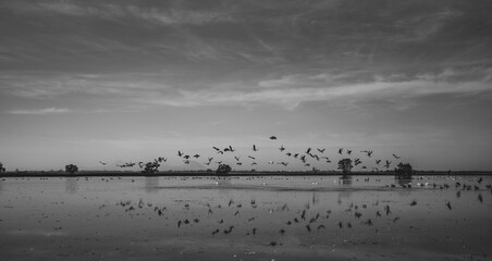 flock of birds in field of water black and white