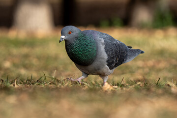 pigeon on the grass