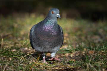 pigeon on the grass