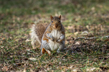 squirrel in the park