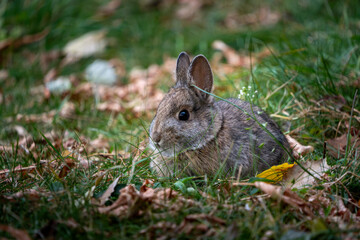 rabbit in the grass