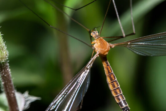 crane fly (tipulidae)  on green leafes