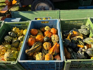 pumpkins in a market