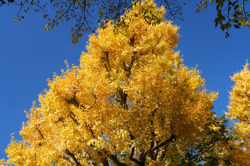 大田黒公園の紅葉