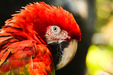 red parrot portrait