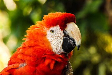 close up of a parrot