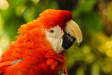 red and yellow macaw