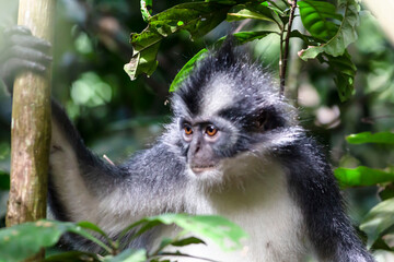 Thomas leaf mongkey