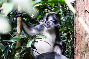 Thomas leaf mongkey