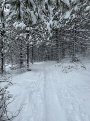 Snow Covered Trail in the Forest