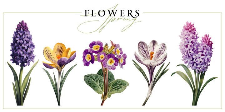 Spring garden flowers isolated on a white background. Vintage painting style illustration.