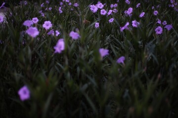 A field of delicate purple flowers covers the ground.