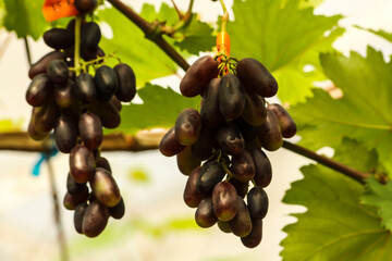 grapes in the vineyard
