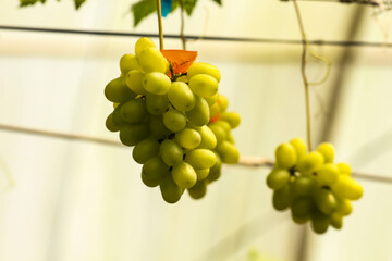 grapes in the vineyard
