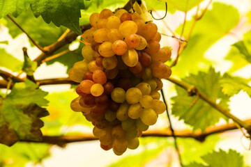 grapes in the vineyard