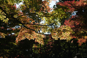 大田黒公園の紅葉