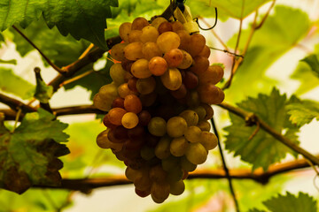 grapes in the vineyard
