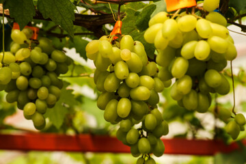 grapes in the vineyard