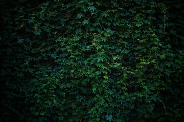 Obraz premium A wall completely covered in green ivy with a few purple flowers. The leaves are lush and vibrant, creating a natural, textured background.