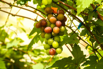 grapes in the vineyard