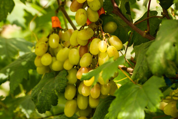 grapes in the vineyard