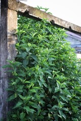 A concrete fence with a gap in the middle is overgrown with lush green plants. The fence is weathered and shows signs of age.