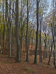 Autumn Forest Trees with orange leaves in the ground.