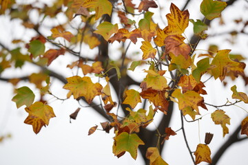 Autumn leaves in a large park in Obu City, Aichi Prefecture, November 14, 2024