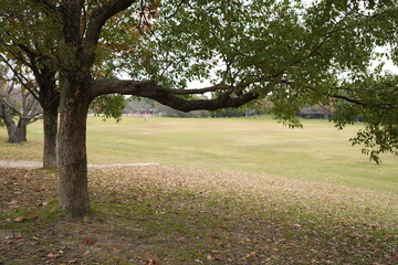 Autumn leaves in a large park in Obu City, Aichi Prefecture, November 14, 2024