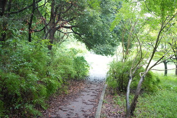 A large park in Midori Ward, Nagoya City, Aichi Prefecture, before autumn