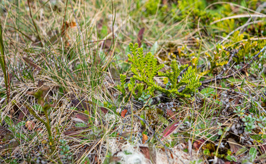 New Zealand native forest lush green colour beautiful nature