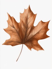 Obraz premium Dried Maple Leaf