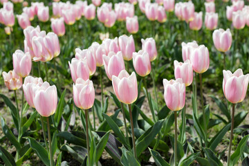 Beautiful tulip flower garden. The Expo 70 Commemorative Park, Osaka, Japan