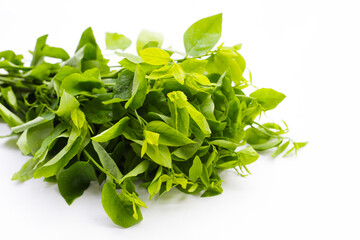 Green leaves of sauropus androgynus