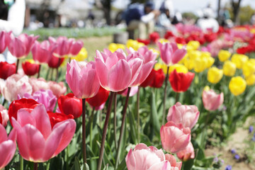 Beautiful tulip flower garden. The Expo 70 Commemorative Park, Osaka, Japan