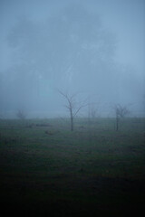 Obraz premium Foggy weather in the town, countryside with misty and foggy weather ,landscape photo with buildings and trees,blue colors , morning nature in the small city, road and trees , soviet building , mystery