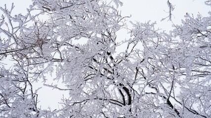 Snow-covered winter trees in Mt. Ilwol, Korea