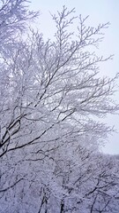 Snow-covered winter trees in Mt. Ilwol, Korea