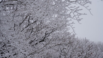 Snow-covered winter trees in Mt. Ilwol, Korea