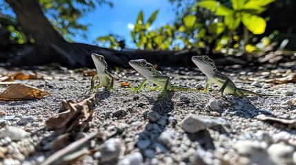 Three green lizards on rocky beach.