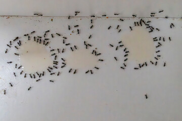 Small Black ants can become a pest indoors so an insecticide poison is put down which they take...