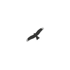 Silhouette of a hawk soaring against a bright white sky.
