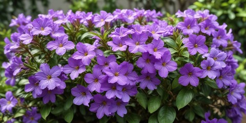 Fototapeta premium Colorful Brunfelsia purple flowers blooming in a garden, floral arrangements, plant life, wildflowers
