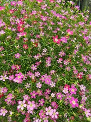 The flowers are starting to bloom