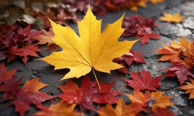Fototapeta premium A bright yellow maple leaf resting on a patch of vibrant orange and red leaves, bright yellow, warm light , fall colors
