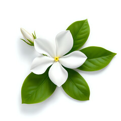 Arabian Jasmine in isolate white background 