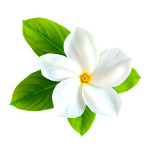 Fototapeta premium Arabian Jasmine in isolate white background in Watercolor Style