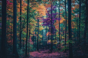 Obraz premium A vibrant forest scene showcasing autumn foliage in various colors.